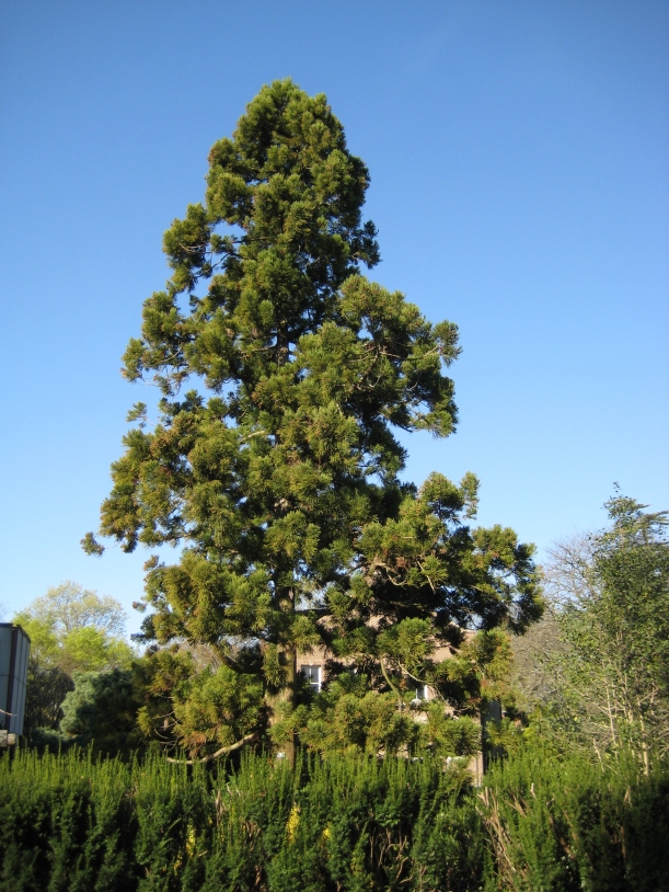 A Japanese Cedar (Cryptomeria Japonica) on campus. Photo by Mark Brand